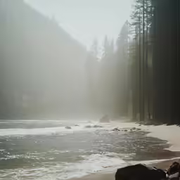 fog in the forest near some large rocks