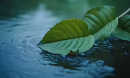 the leaves of the plant are partially submerged in a pool of water
