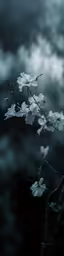 a branch with white flowers sitting under cloudy skies