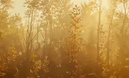 the sun shines through a dense forest with some plants