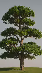 a lone giraffe walking through a field next to a tree,a tree that is sitting in the grass