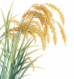 plants with yellow leaves against white background
