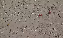 there are two dogs on the beach by the rocks