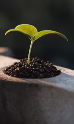 a plant sprouting out of a rock filled with coffee beans