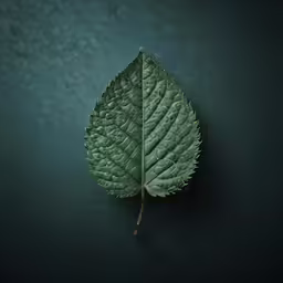 two leaves on a dark background one green and the other is a large leaf