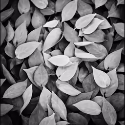 leaves on a white background that is full of light