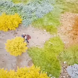 the view of a field with yellow flowers and a small boy