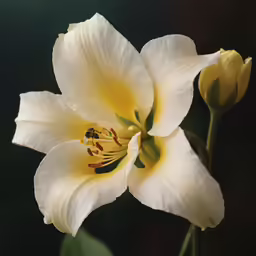 a flower that is sitting in the middle of a stem