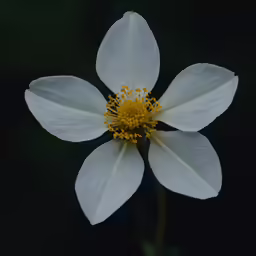 a large white flower is blooming with green leaves