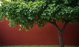 green trees near red wall with green grass