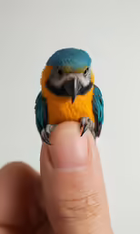 a hand holds the finger of a tiny bird