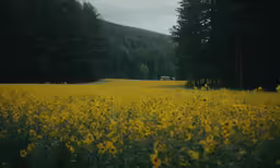 a field of flowers is shown in the foreground
