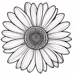 a drawing of a sunflower,an ink drawing of a flower by hand