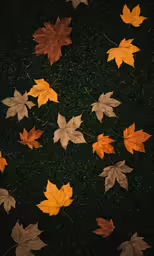 this photo depicts the leaves arranged in many sizes