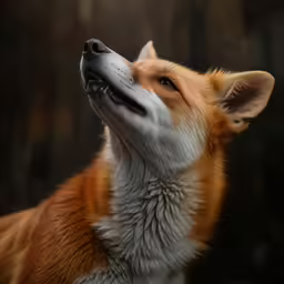 a small brown and white dog is licking the ears of its owner
