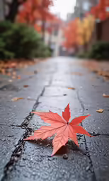 a red leaf on a wet street with some trees