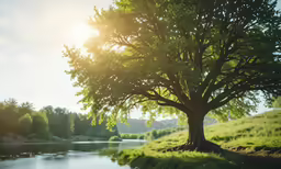 the sun shining on a tree next to a river