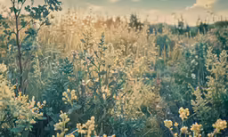 a picture of some pretty flowers in a field