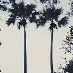 three trees are standing together, in front of the sky