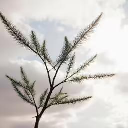 this photo shows an evergreen tree branch on cloudy day