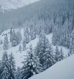 a snow covered mountain with fir trees in the foreground and a snowy sky