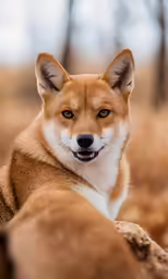an image of a dog that is looking at the camera