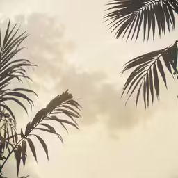 branches and leaves on the top of a palm tree