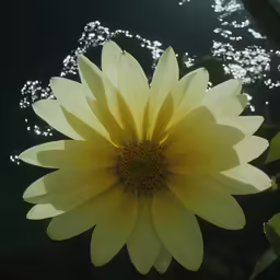 the sun is reflected in the water with a yellow flower