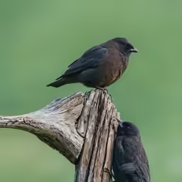 two black birds on top of a fallen tree trunk