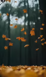 the leaves of a tree that are falling