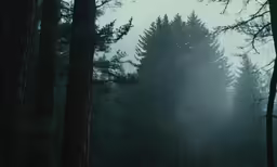 some dark, spooked trees in a forest