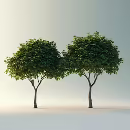 two tall tree with small green leaves