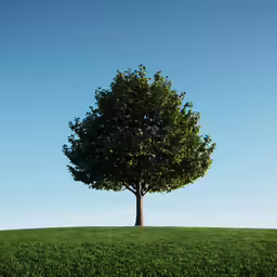 a single tree standing alone in a large grassy field