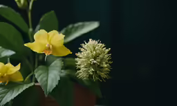 a close up of some plants with green leaves