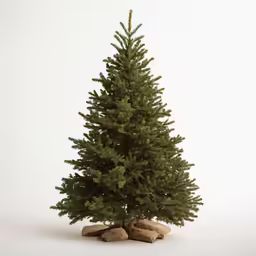 there is a tree standing on the ground next to rocks
