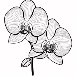 black and white illustration of two orchids,the flower that i drew as an image on the website,an orchid in black and white with flowers,two orchid flowers that are black and white,black and white orchid flower coloring page
