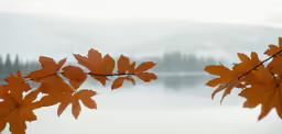 an autumn leafy tree is hanging by a lake
