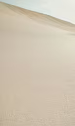 a couple of horses are standing in the middle of the desert