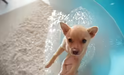 a dog that is laying down in the water