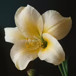 an image of a large flower in the middle