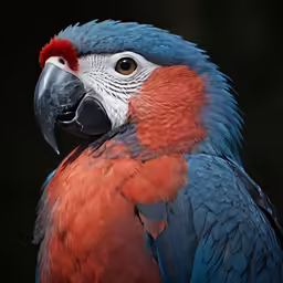 a colorful bird standing in front of a dark background
