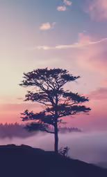 a lone tree silhouetted by a sunset with fog