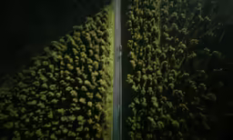 a group of trees covering the road and grassy area
