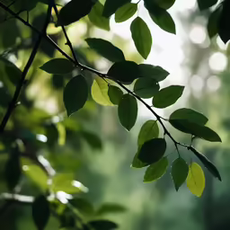 green leaves against a blurry background, in a forest