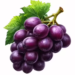 an artistic photograph of a bunch of grapes