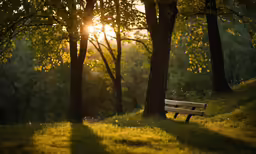 a bench is under the shade of trees
