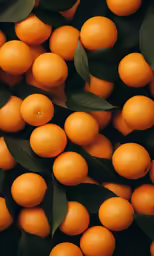 this is a tree with several large oranges
