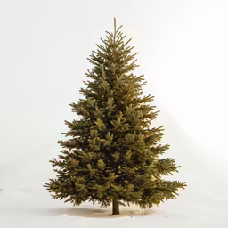 a small fir tree is standing alone in the snow