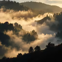 fog rolling in over a forest covered hillside