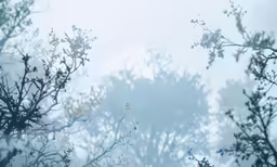 trees and mist behind them and trees without leaves
